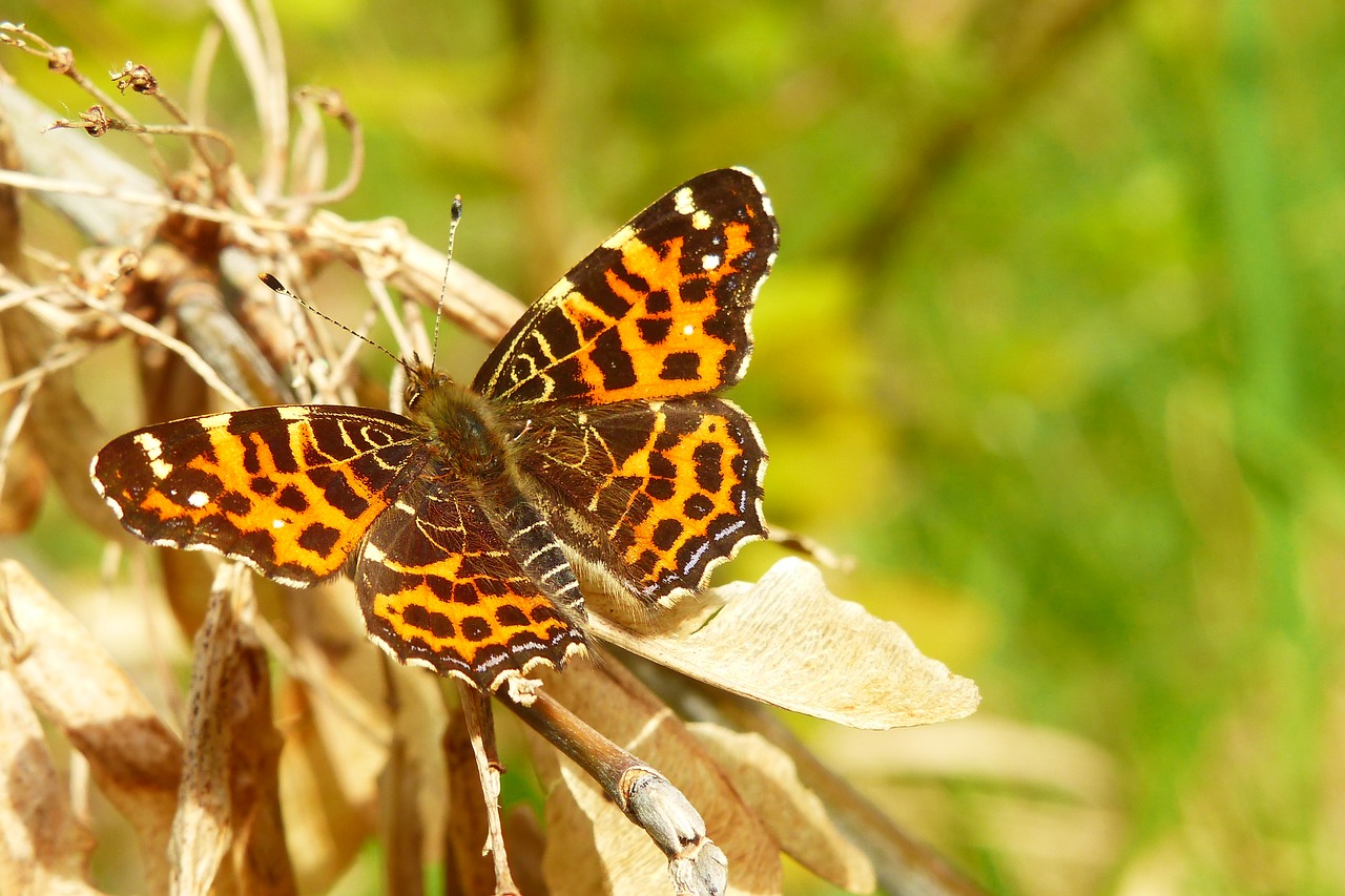 nature  butterfly day  insect free photo