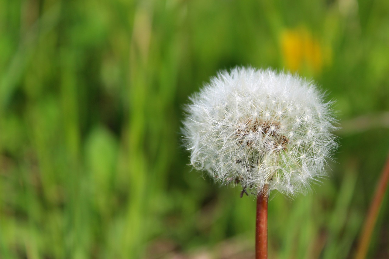 nature  grass  plant free photo