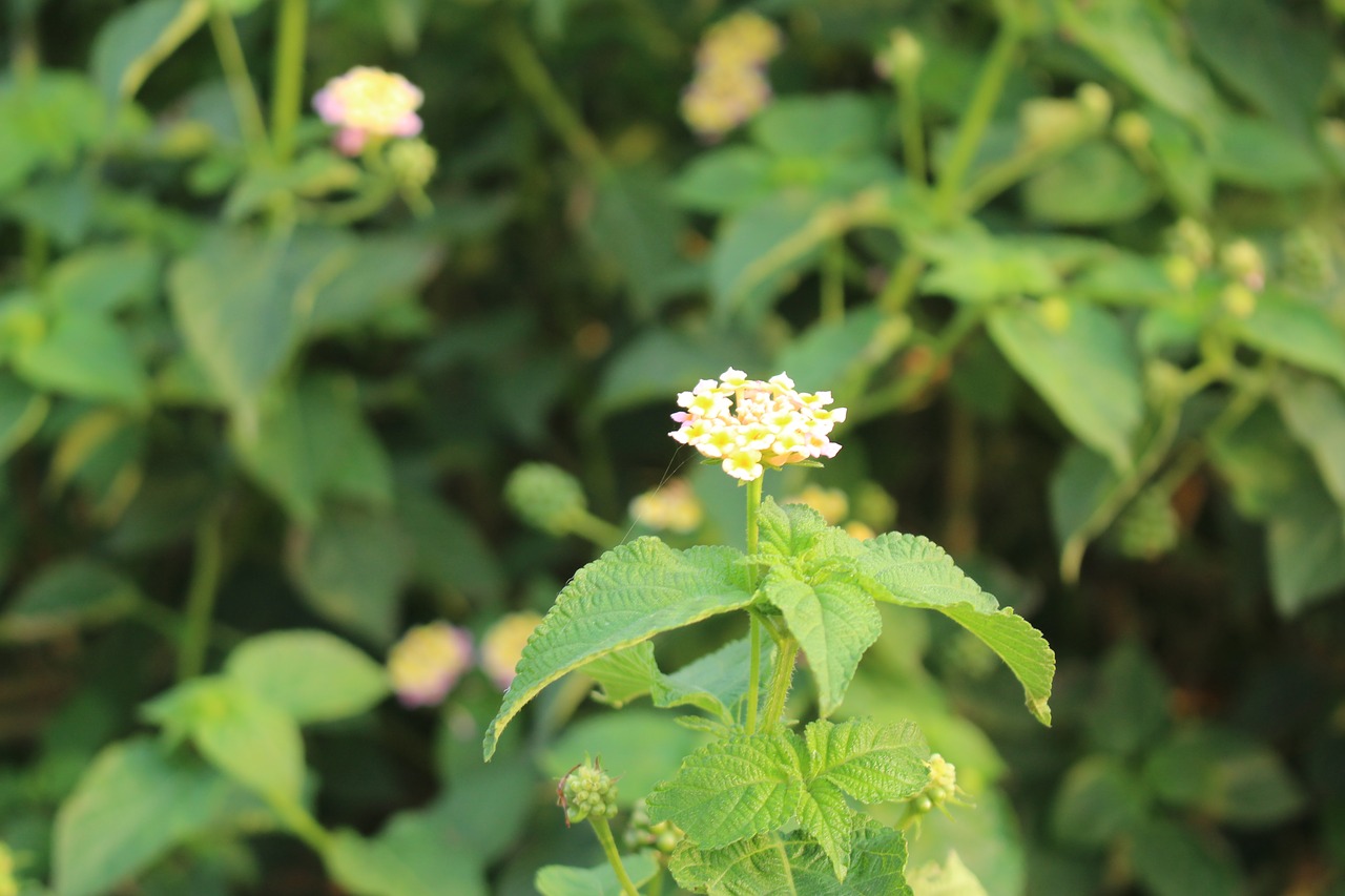 nature  leaf  flora free photo