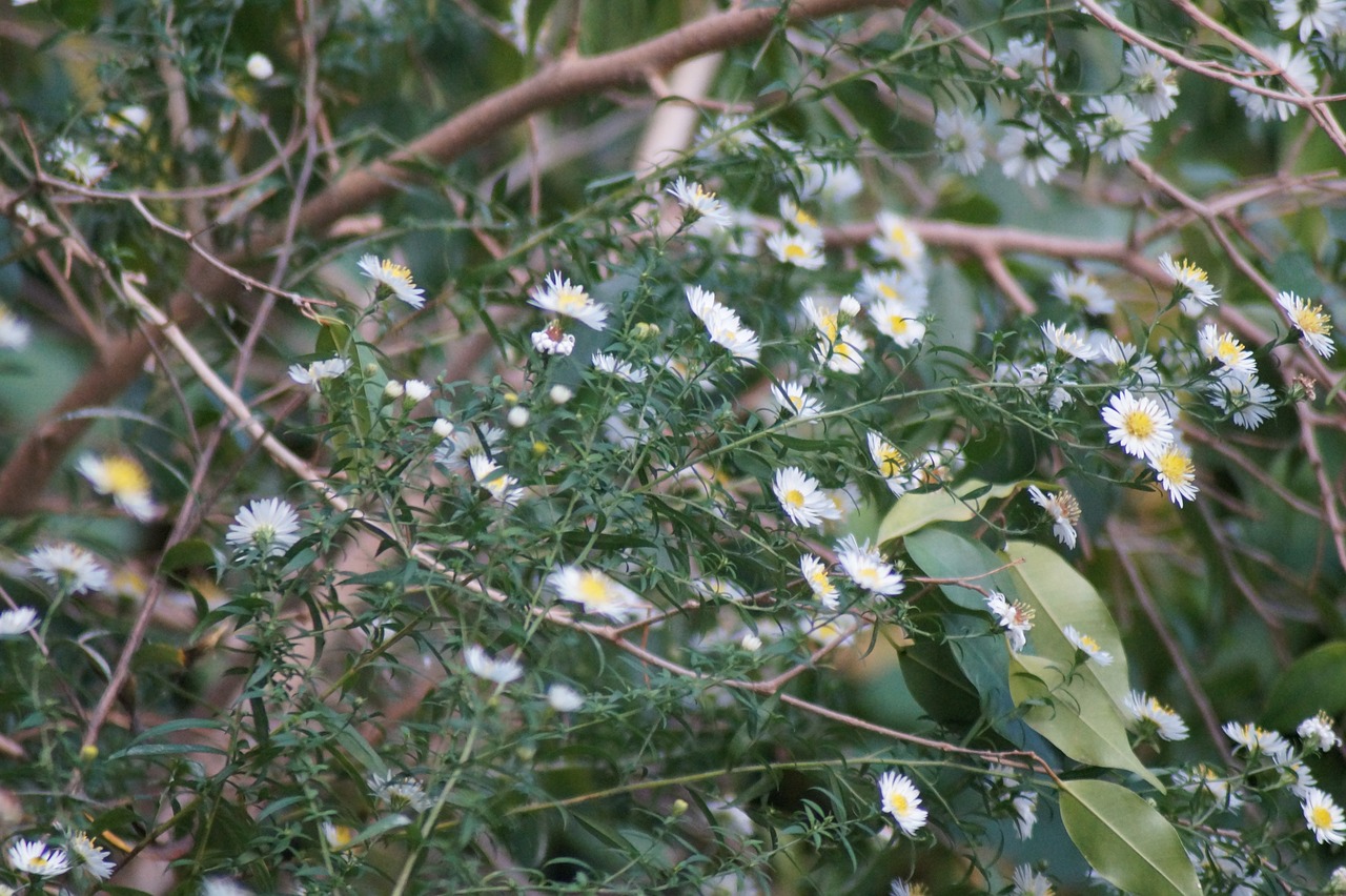 nature  plant  flower free photo