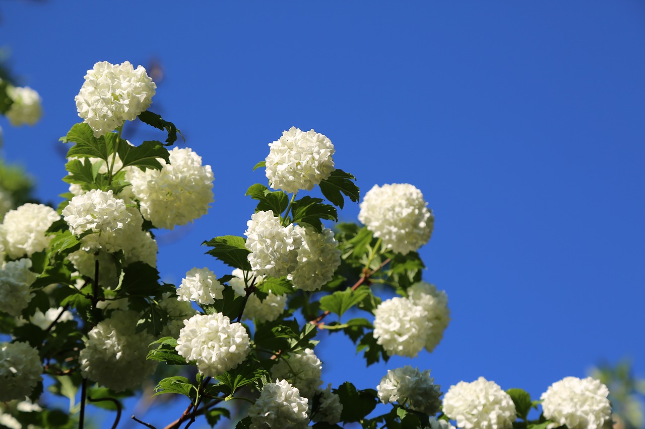 nature  flower  plant free photo