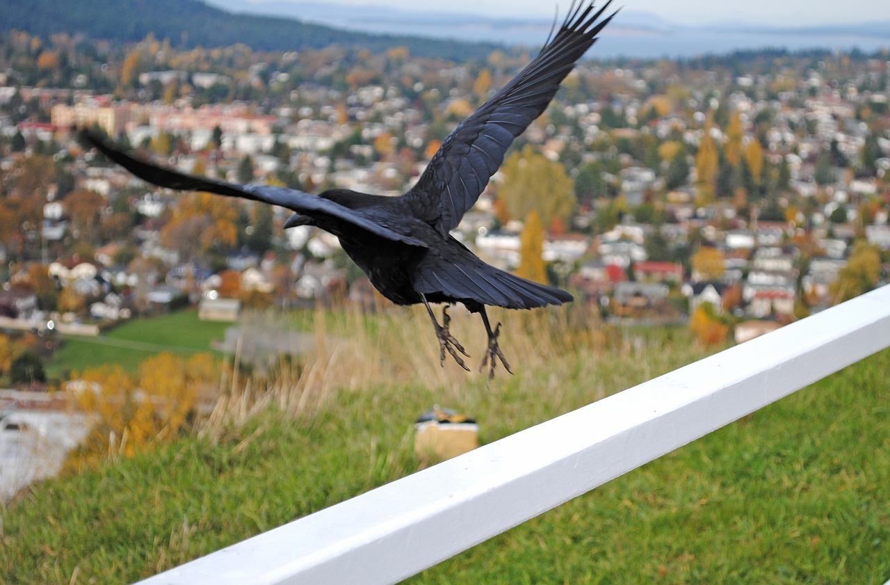 nature  outdoors  bird free photo