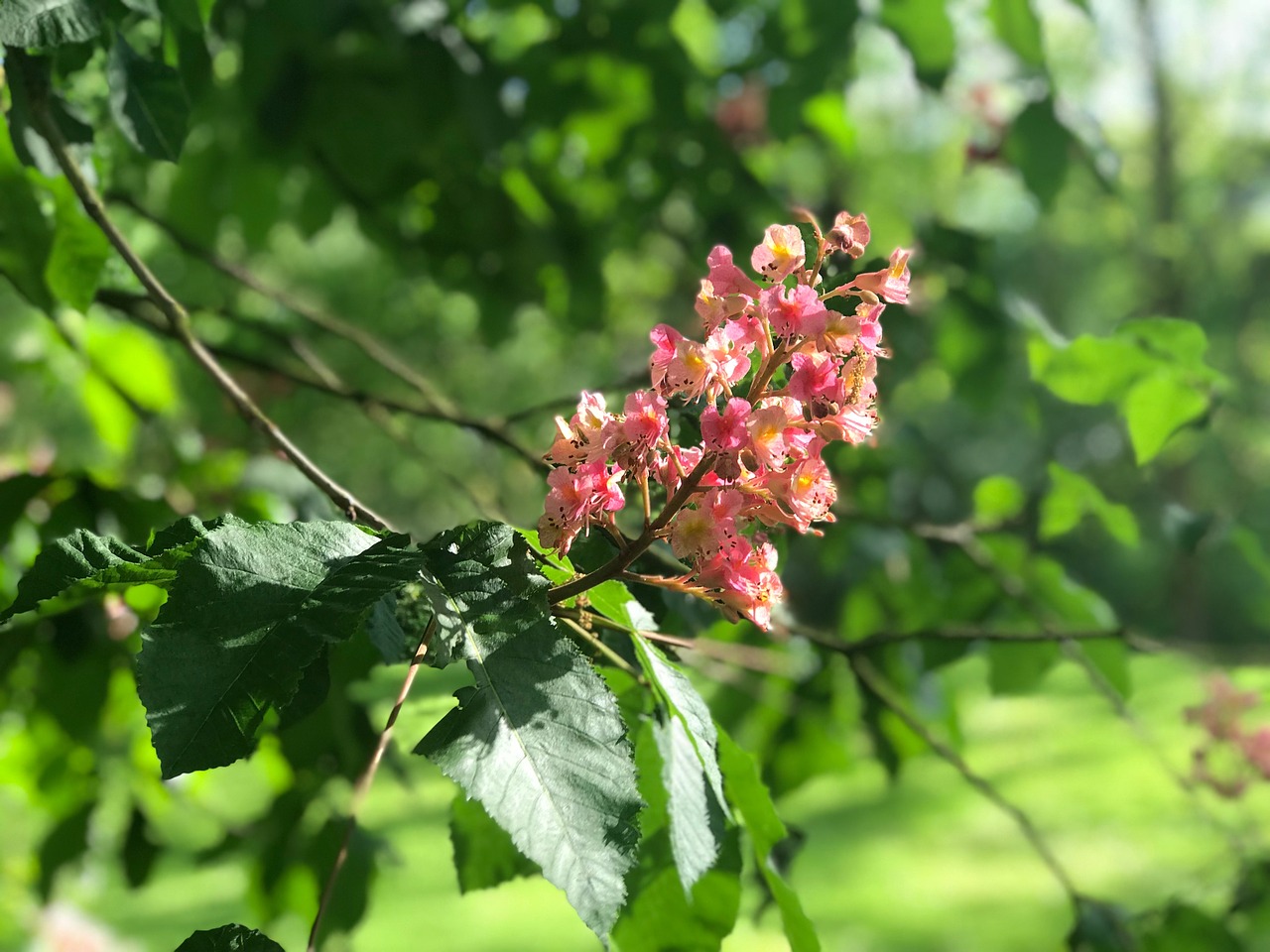 nature  plant  leaf free photo