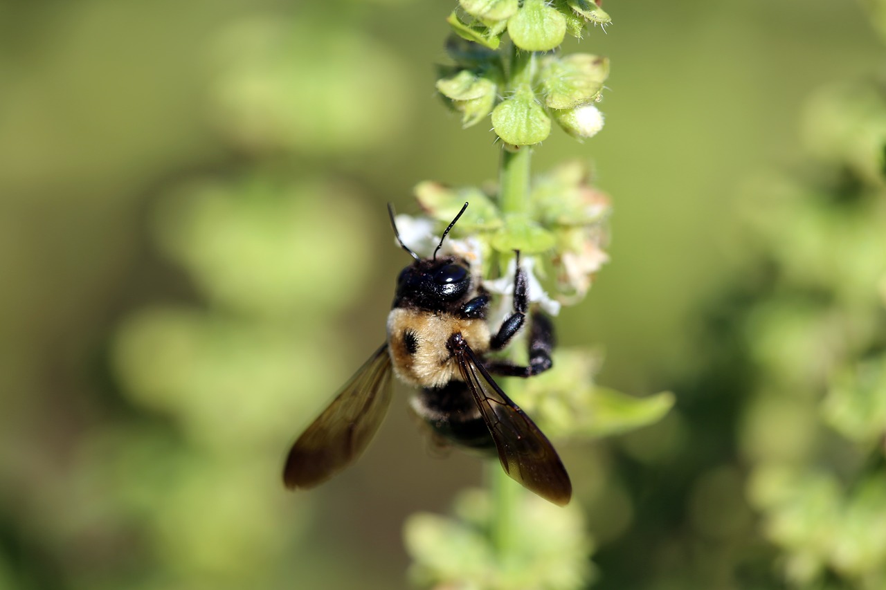 nature  insect  bee free photo