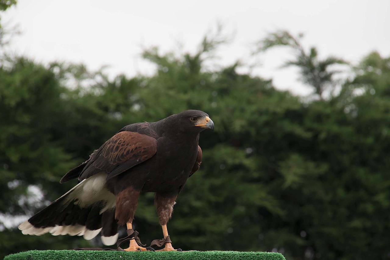 nature  wild life  birds free photo