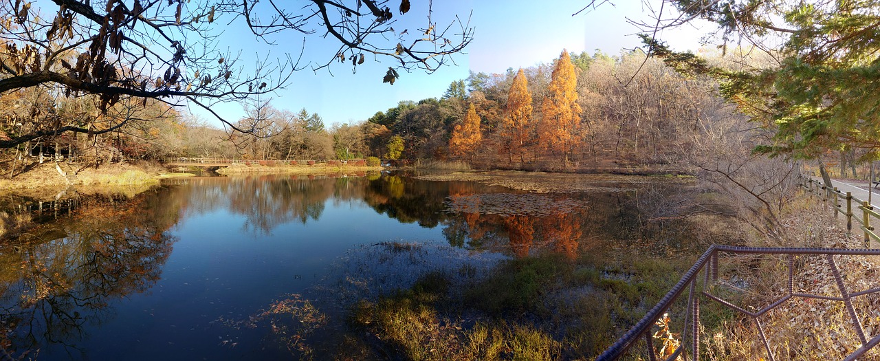 nature  autumn  water free photo