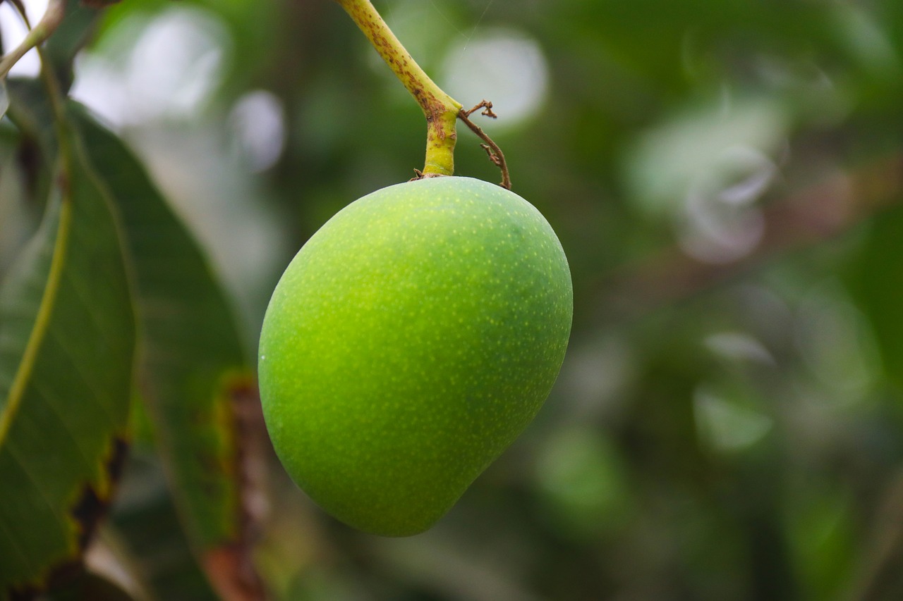 nature  leaf  fruit free photo