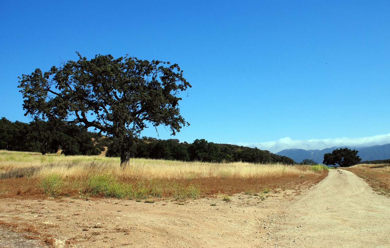 nature  landscape  tree free photo