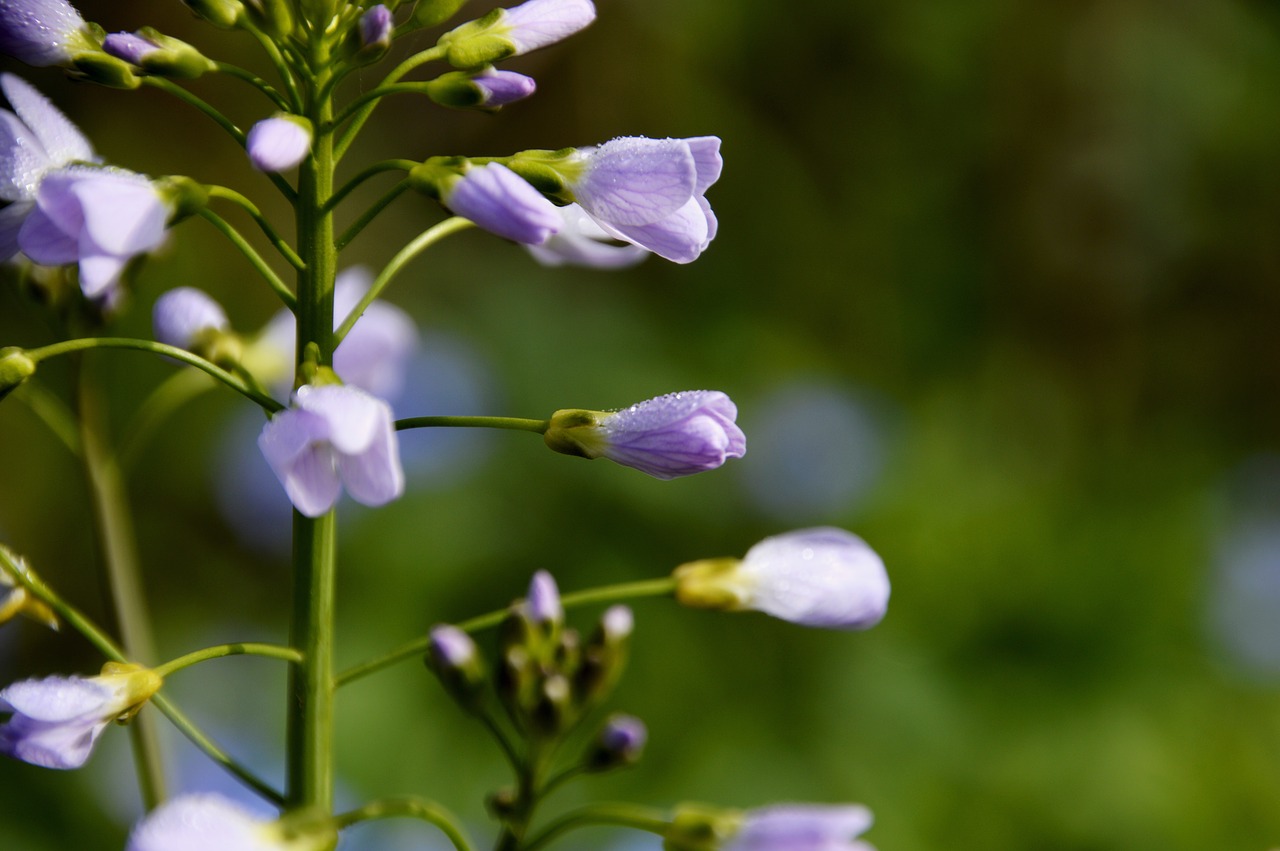 nature  flower  plant free photo