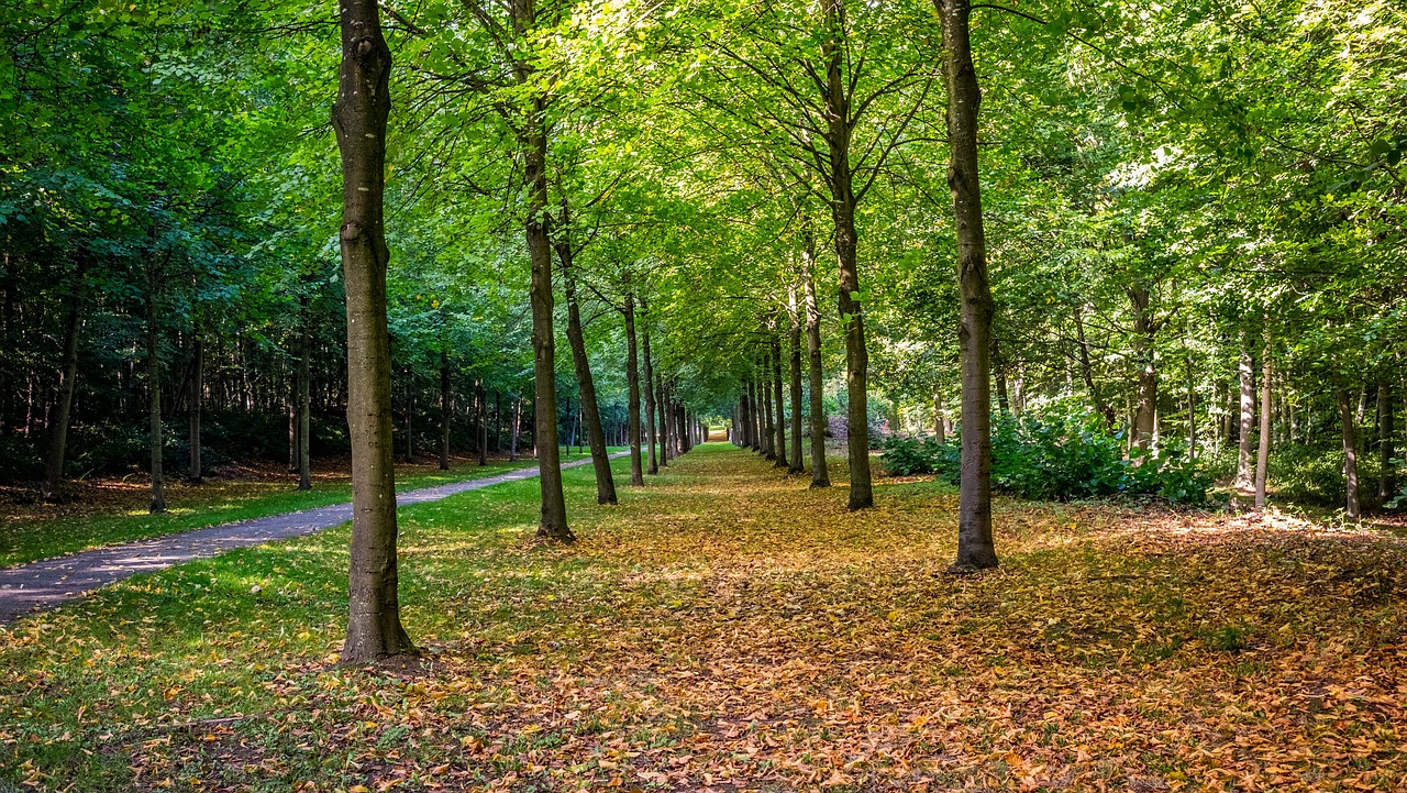 nature  tree  wood free photo