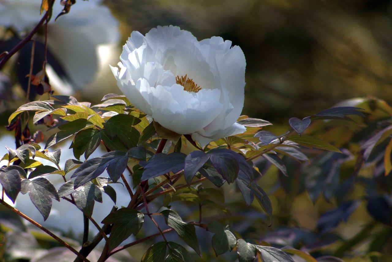 nature  tree  flower free photo