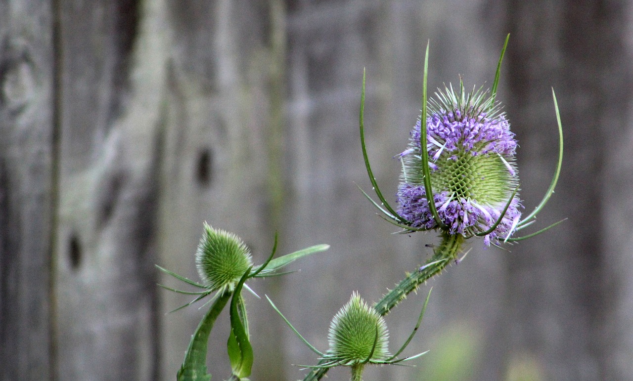 nature  flower  flora free photo