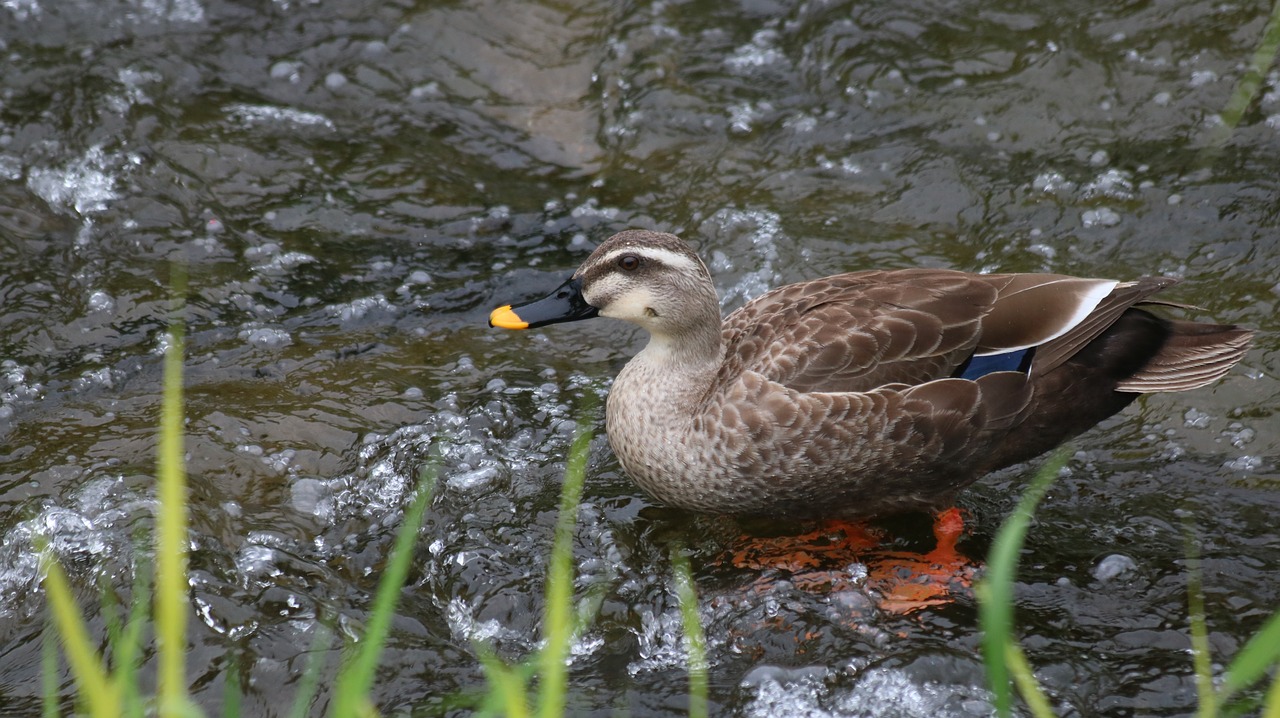 nature  new  the body of water free photo