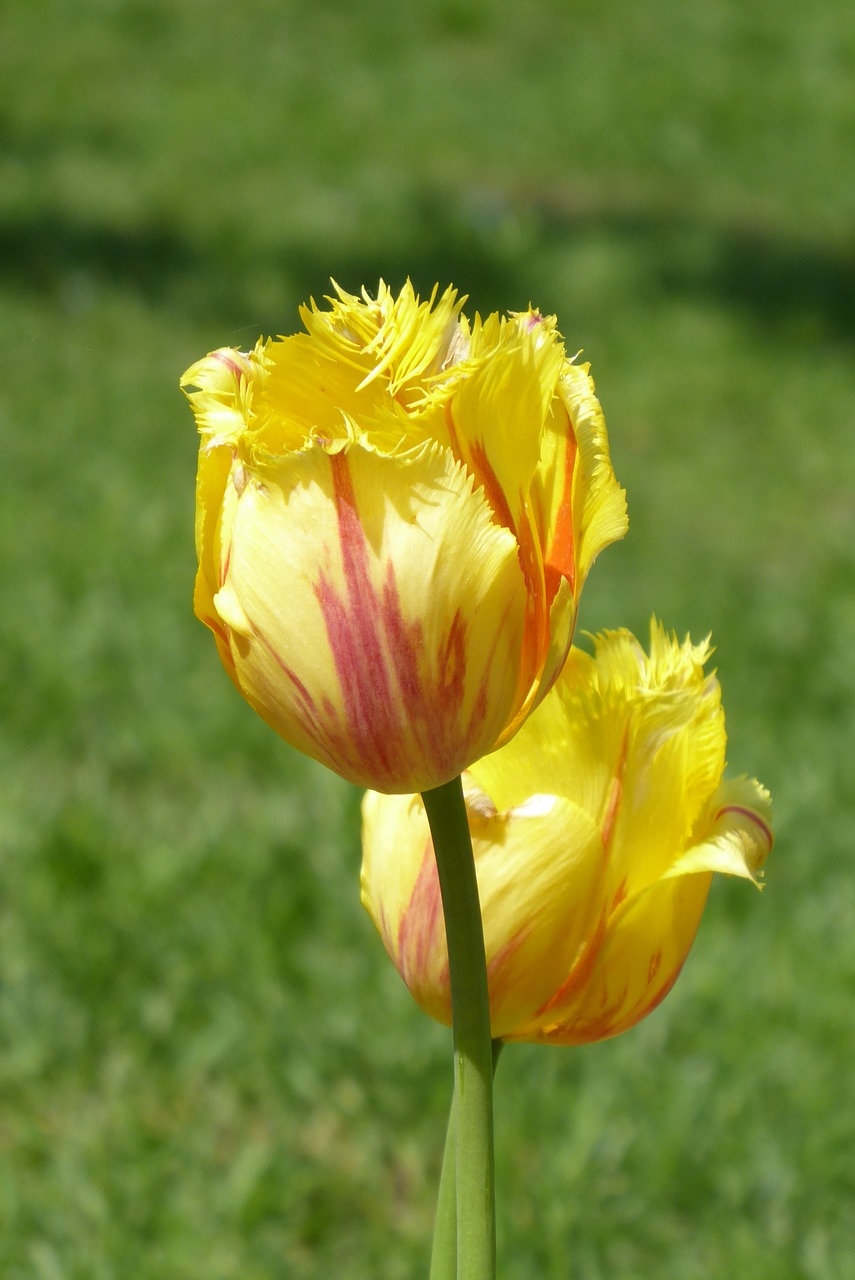 nature  flower  plant free photo