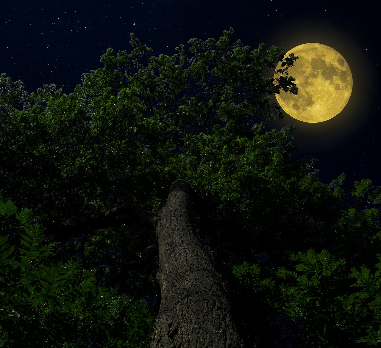 nature  forest  tree moon free photo