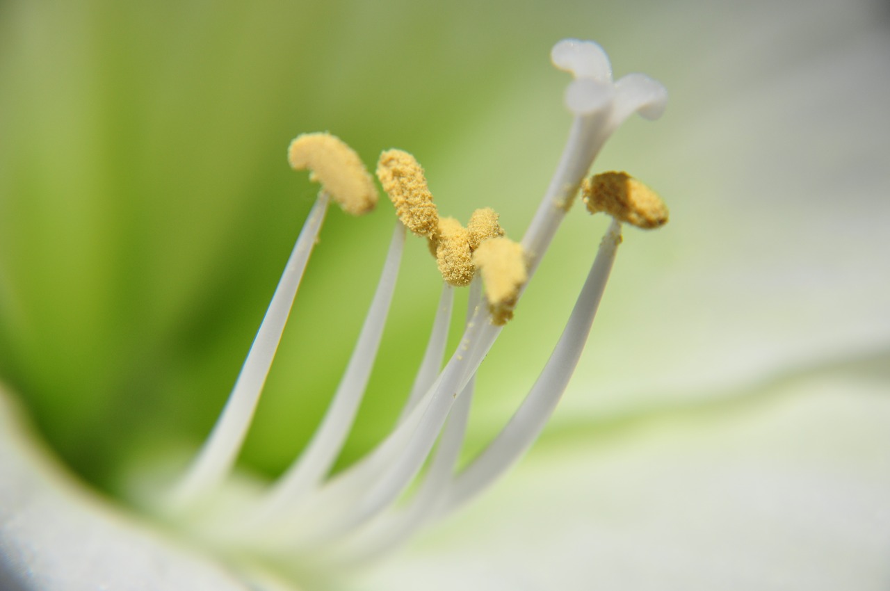 nature  flower  blur free photo