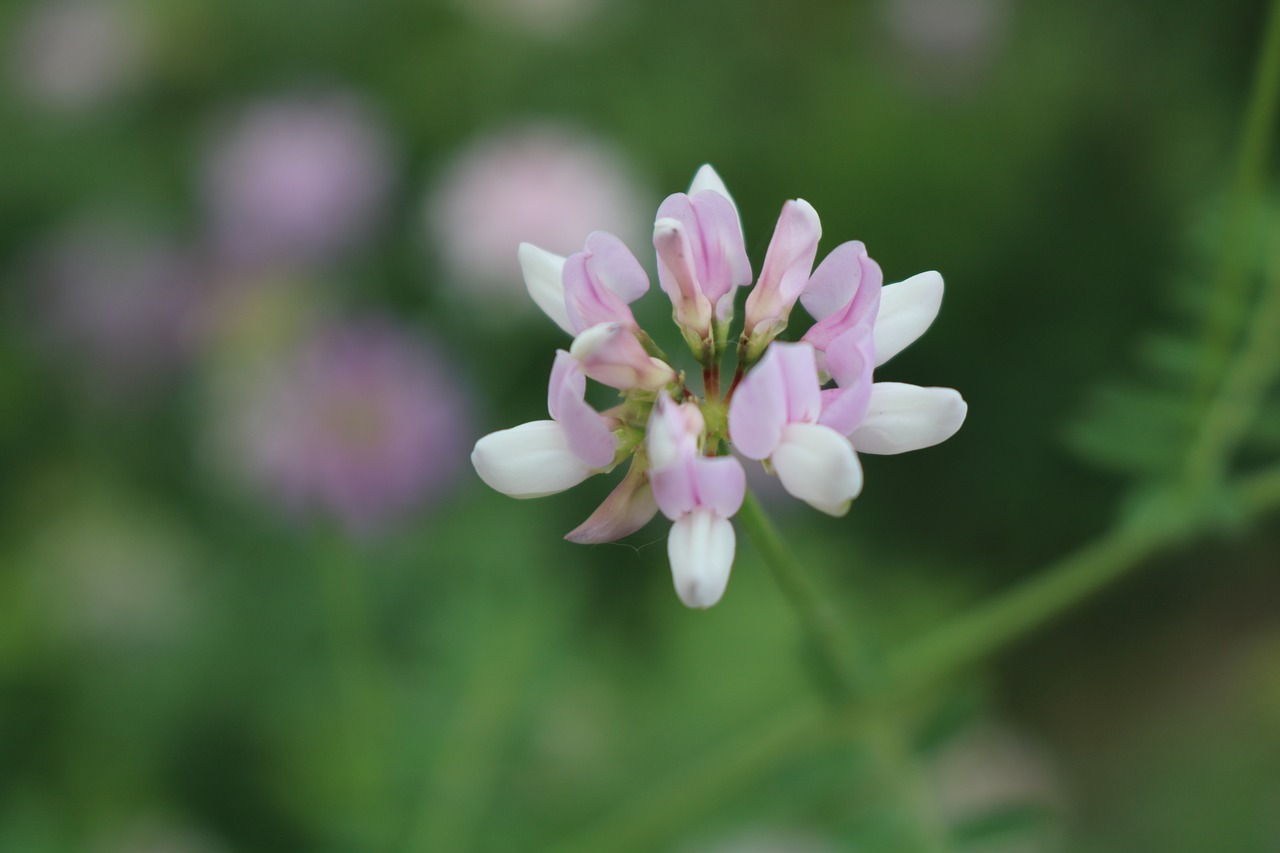 nature  flower  plant free photo