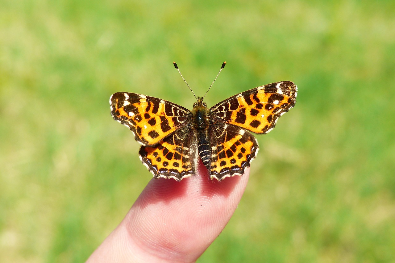 nature  butterfly day  insect free photo