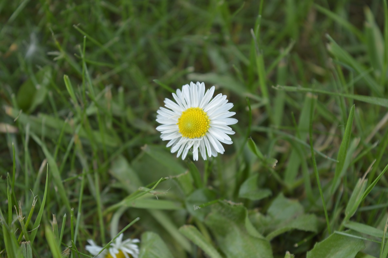 nature  plant  lawn free photo