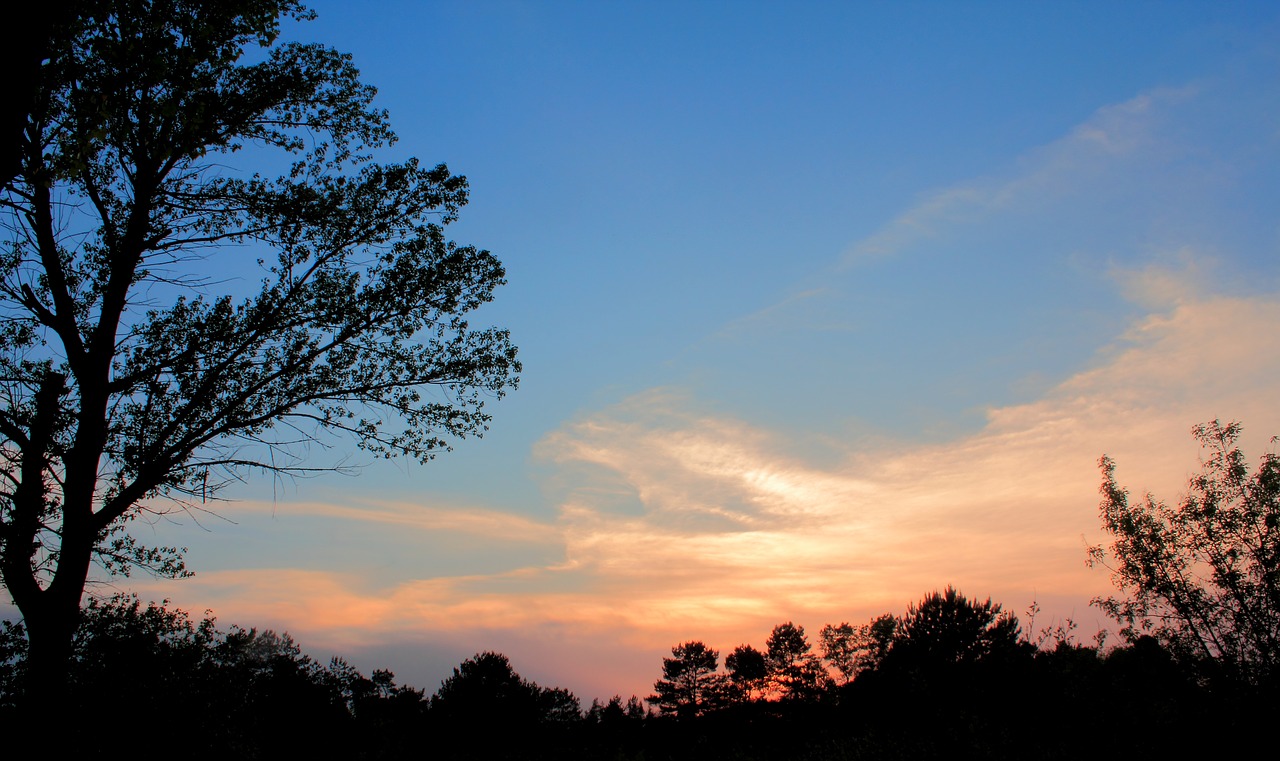 nature  tree  dawn free photo