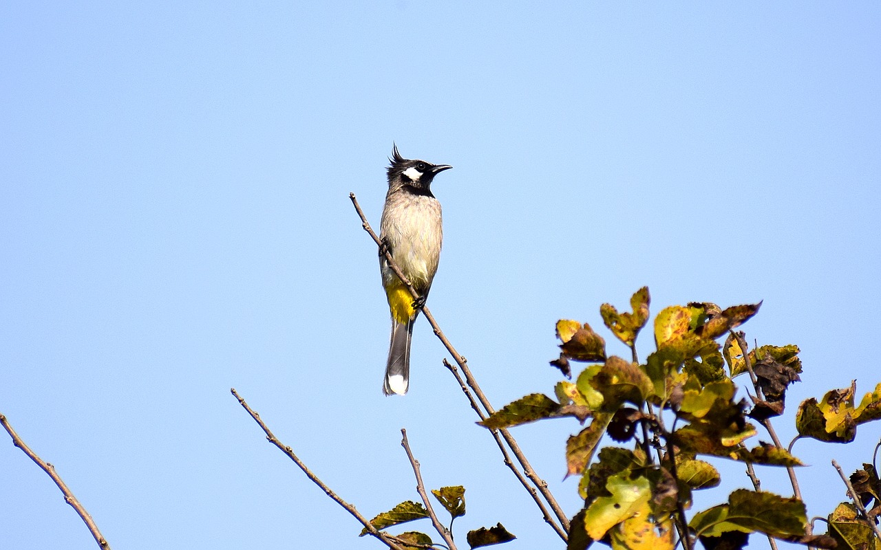 nature  outdoors  bird free photo