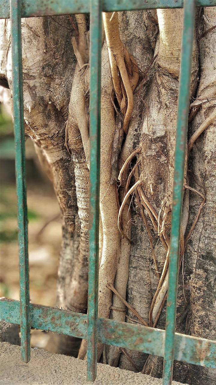 nature  tree  wood free photo