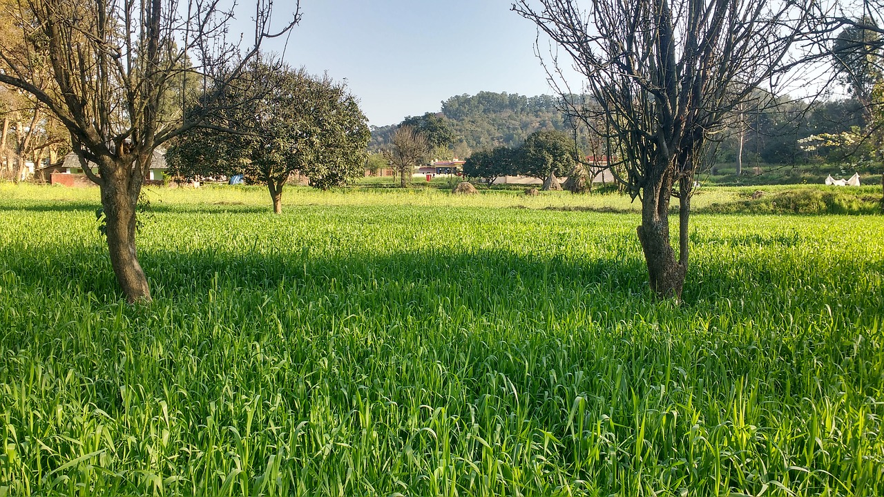 nature  landscape  grass free photo