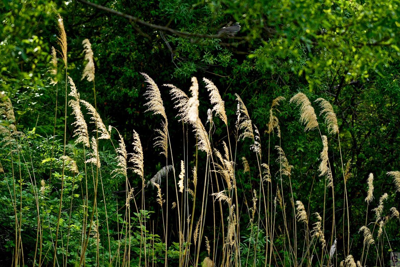 nature  plant  summer free photo