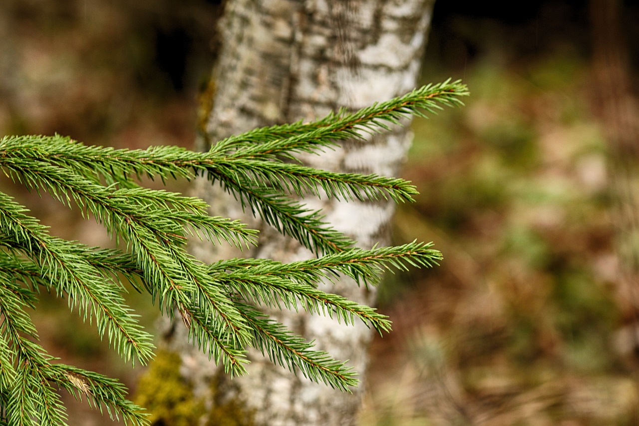 nature  outdoors  tree free photo