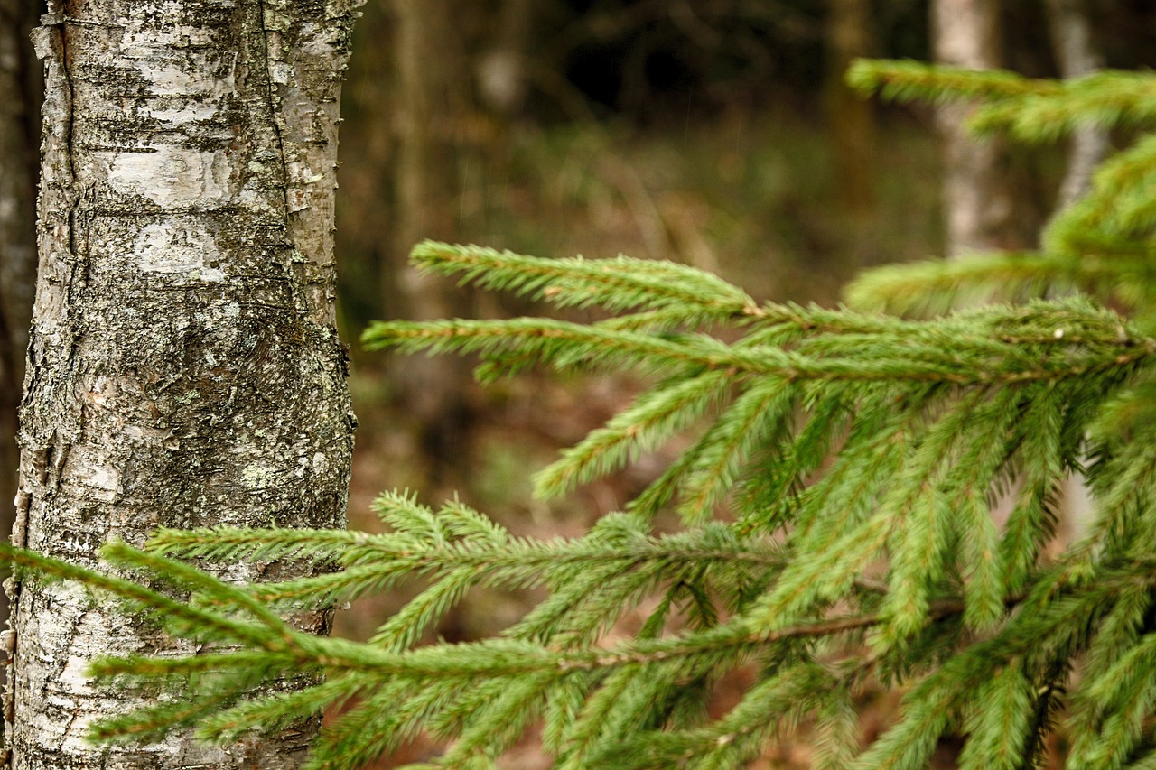 nature  outdoors  tree free photo