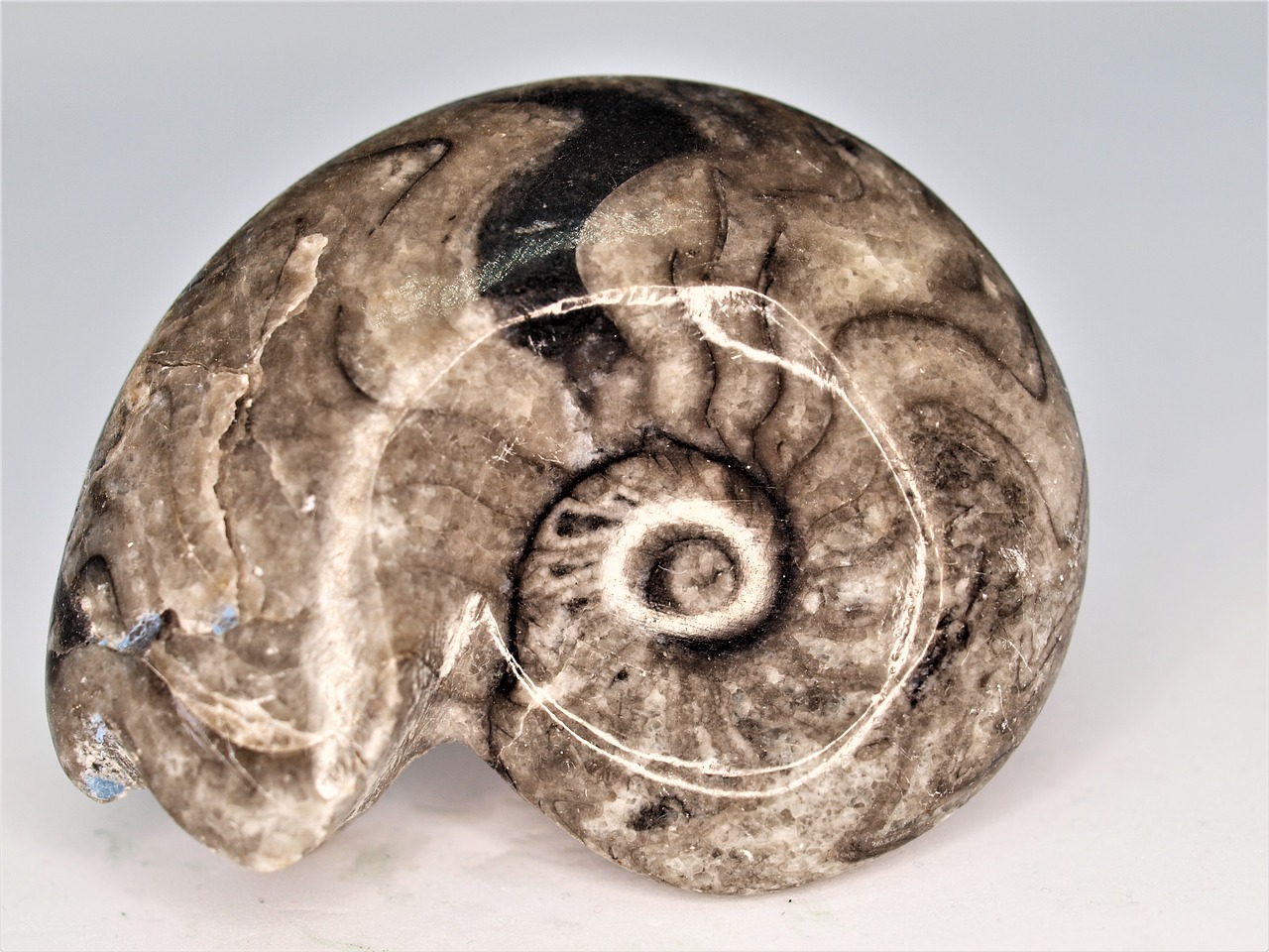 nature  desktop  ammonite free photo