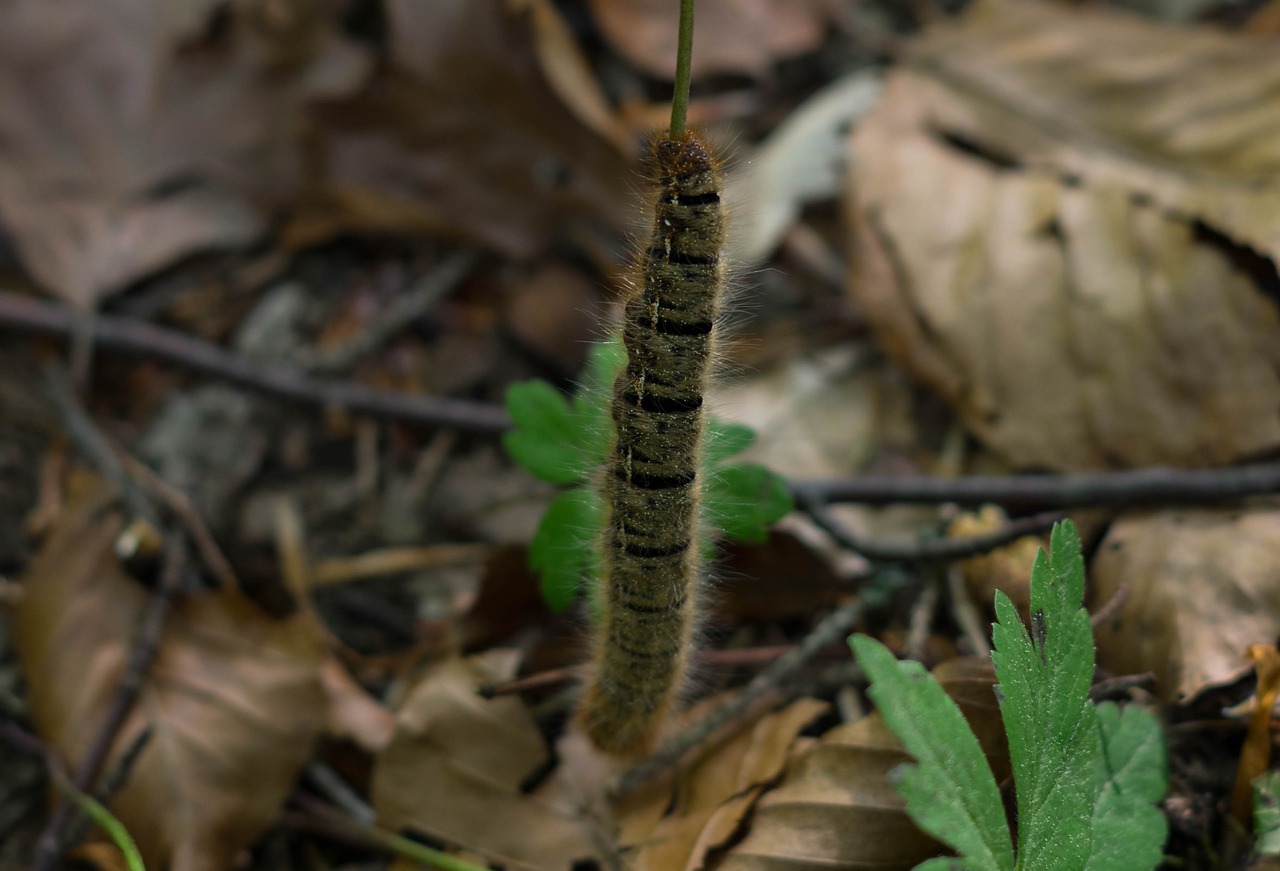 nature  outdoors  insect free photo