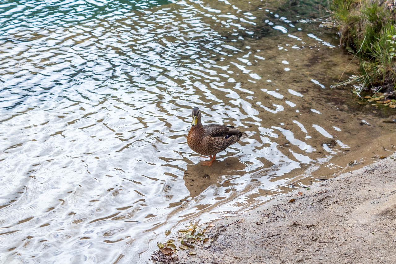 nature  water  summer free photo