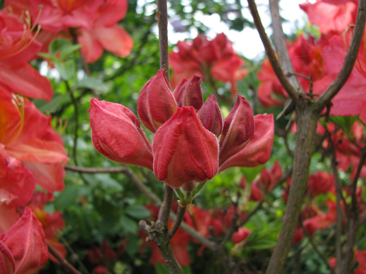 nature  flower  plant free photo