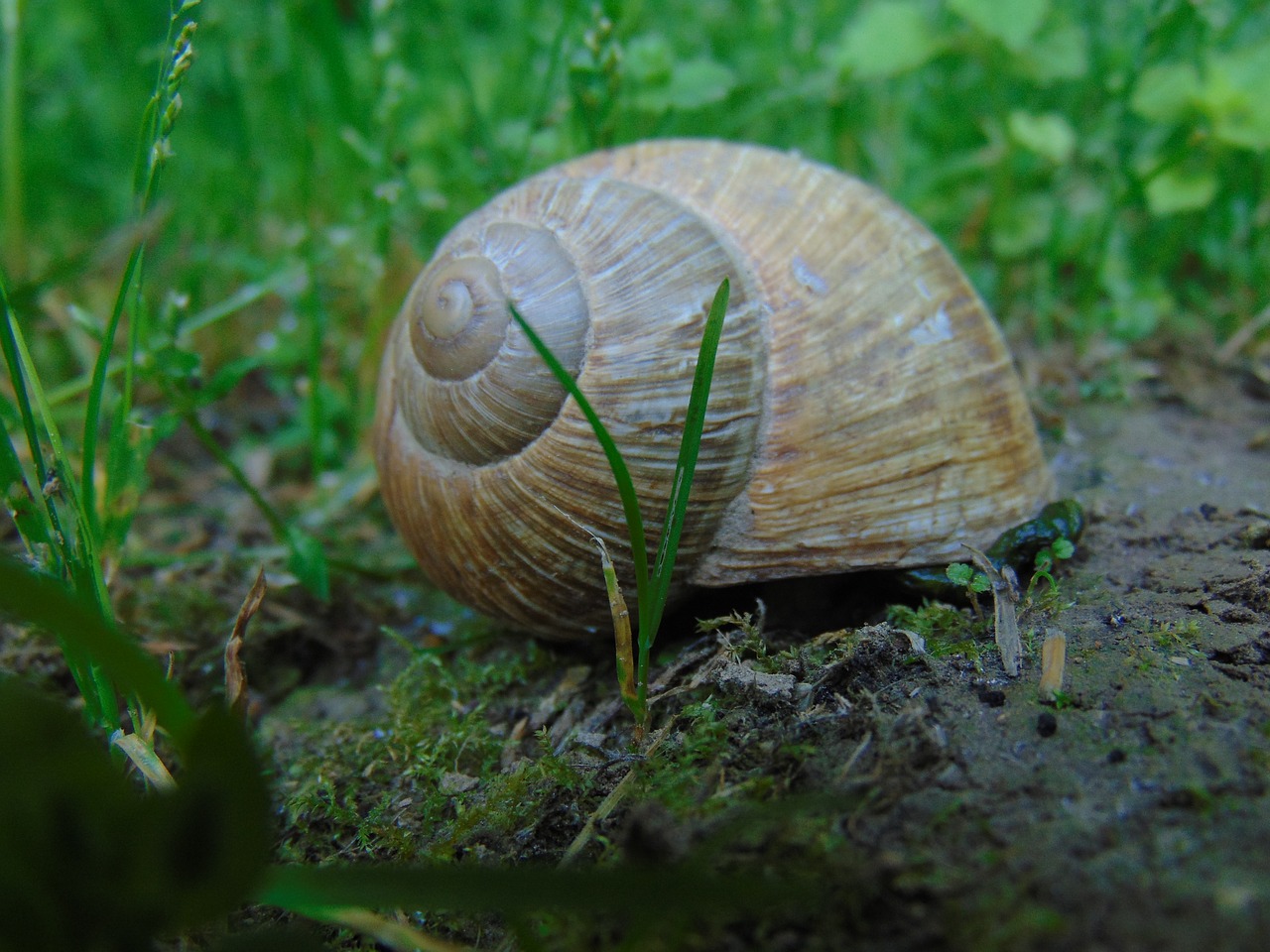 nature  animal  snail free photo
