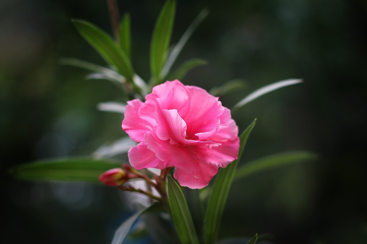 nature  plant  flower free photo