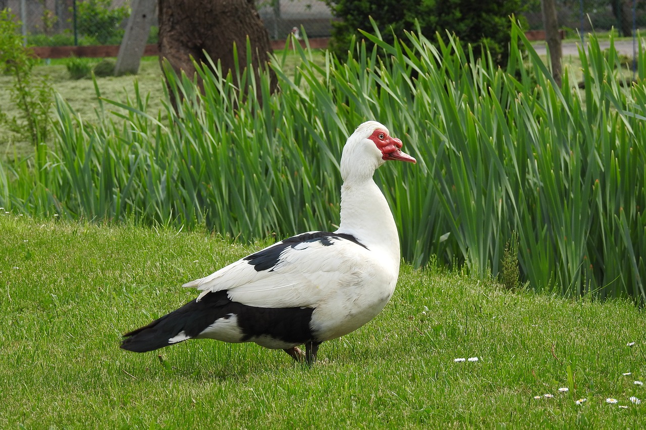 nature  lawn  birds free photo