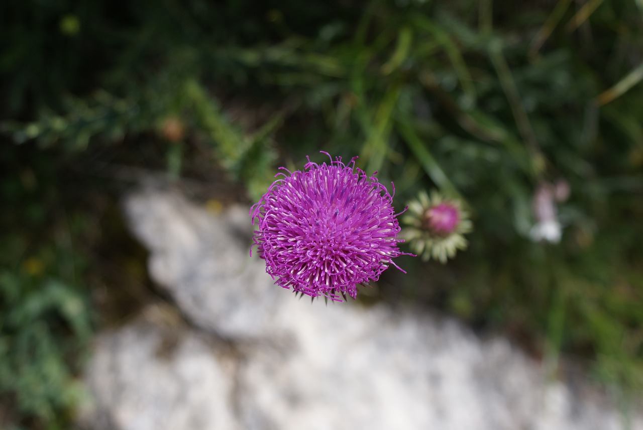 nature  plant  summer free photo