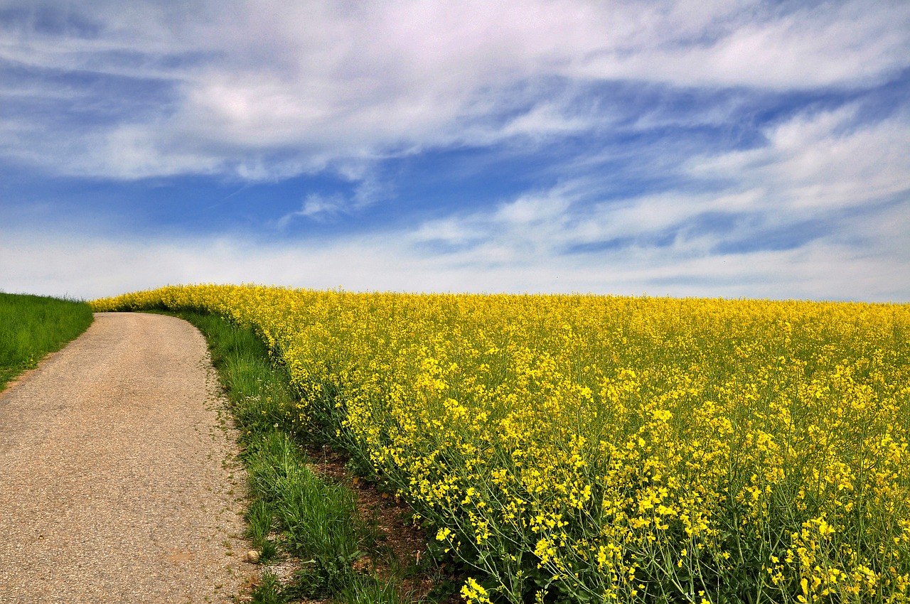 nature  landscape  spring free photo