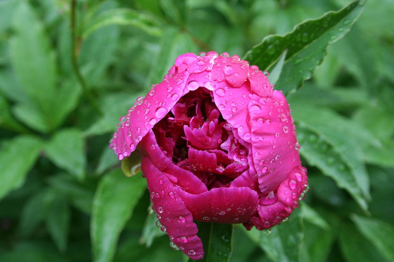 nature  flower  plant free photo