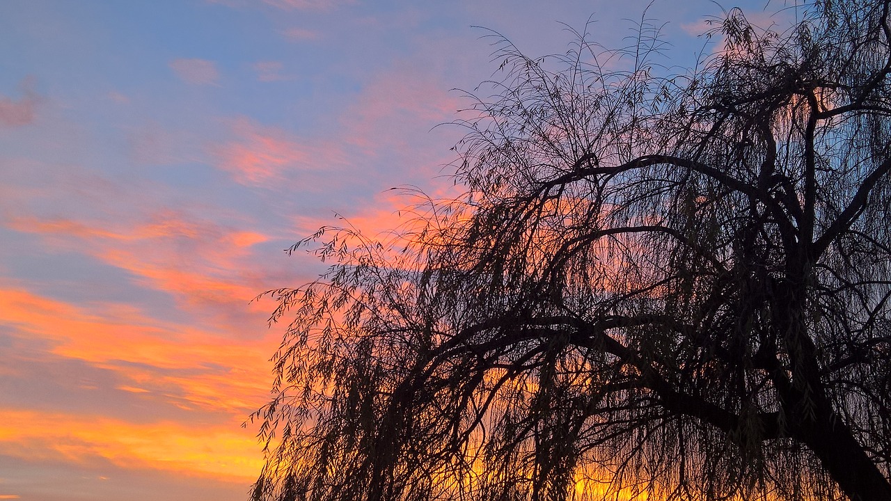 nature  tree  twilight free photo