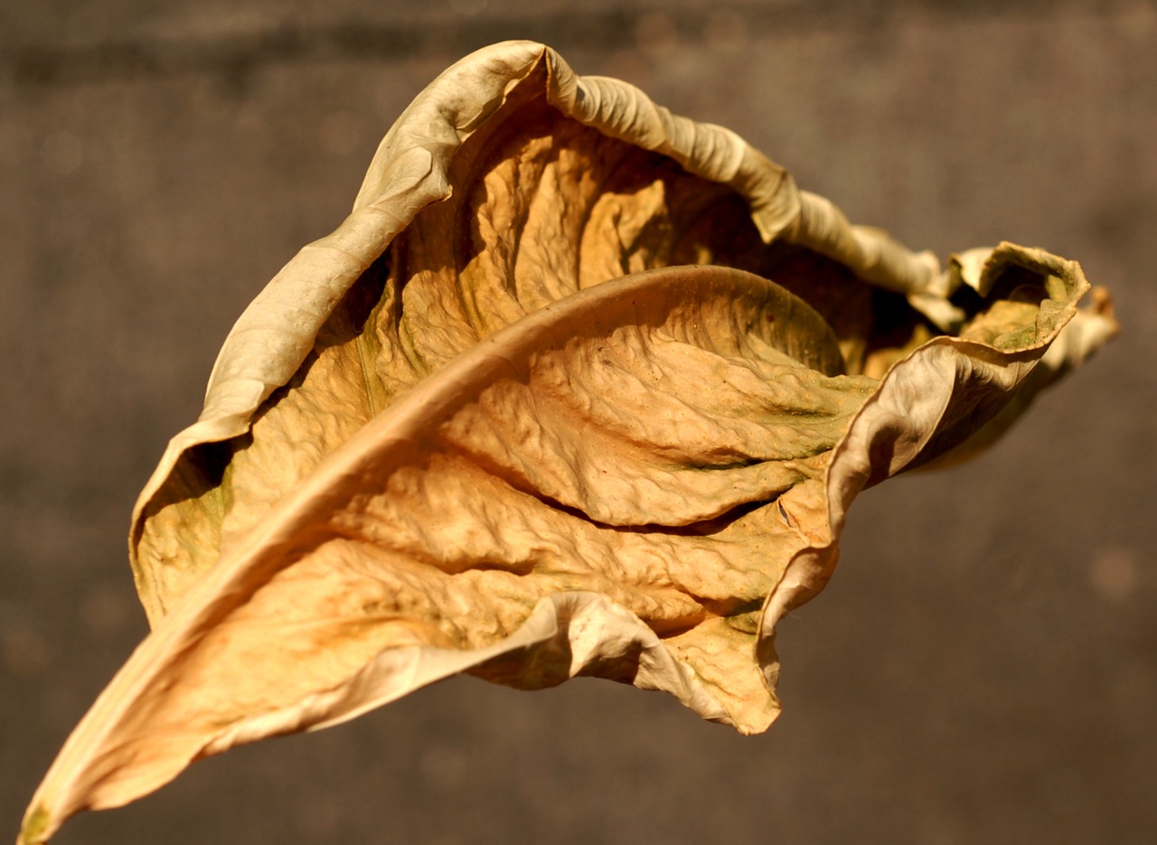 nature  dry leaf  autumn free photo