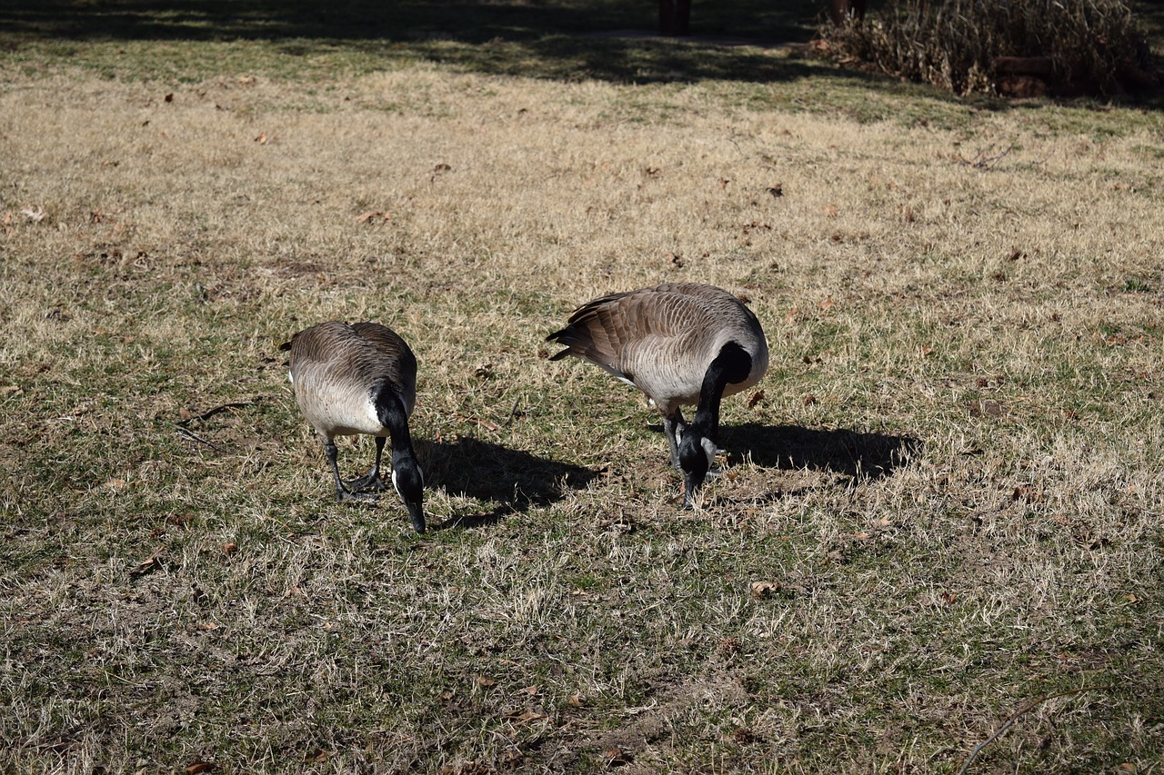 nature  animal  grass free photo