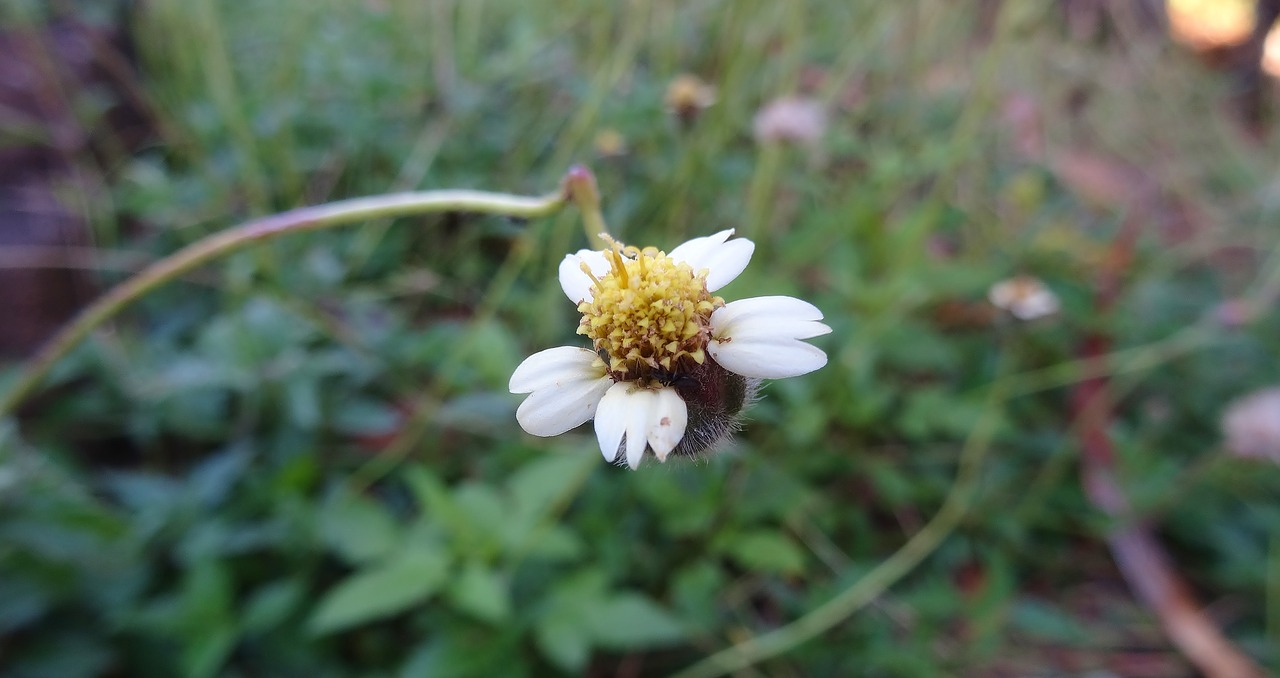 nature  flower  flora free photo