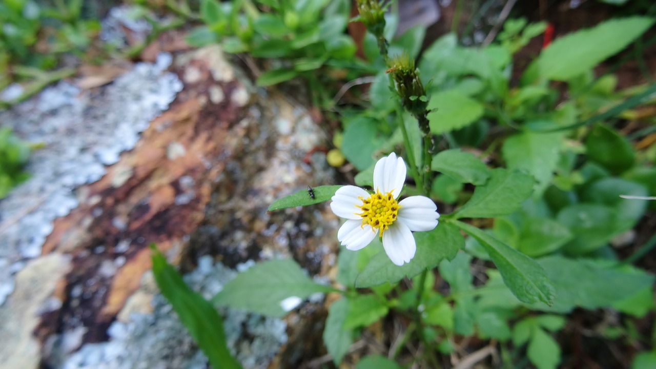 nature  leaf  flora free photo