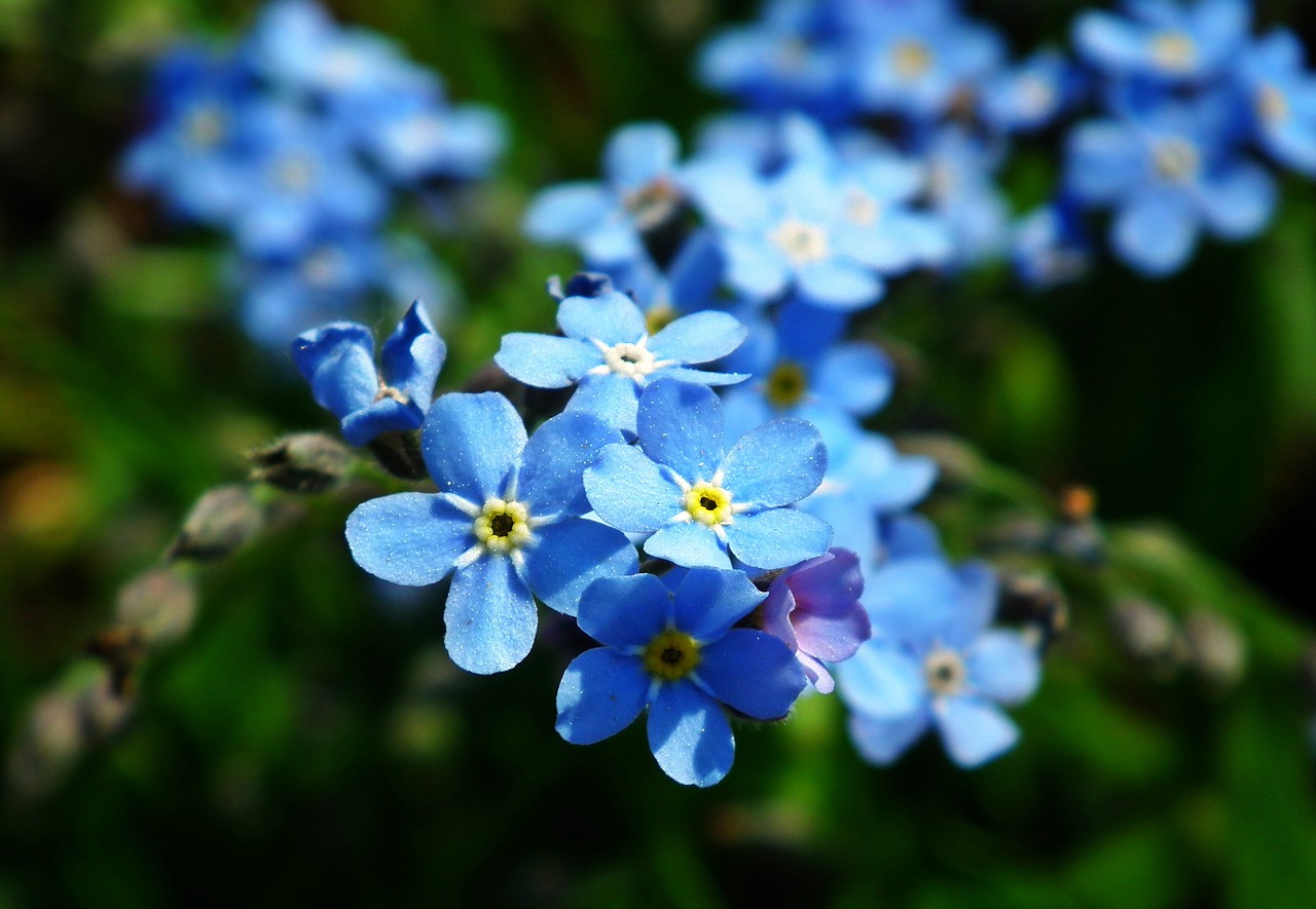 Small blue. Незабудка Альпийская. Голубая Аброния. Незабудка Розильва. Гортензия Незабудка.