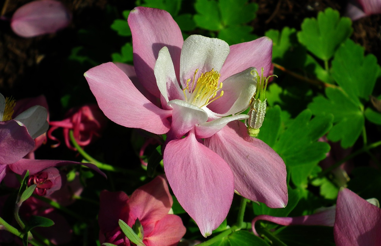 nature  flower  pink free photo