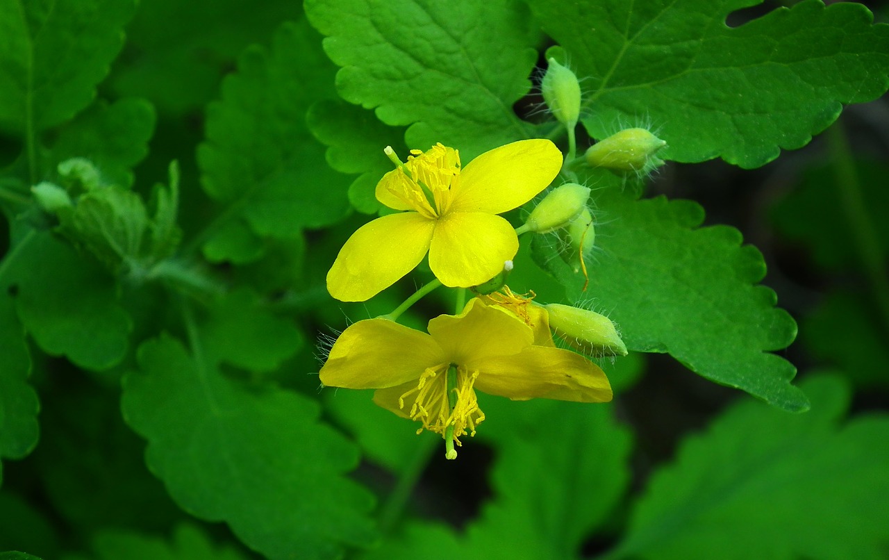 nature  leaf  plant free photo