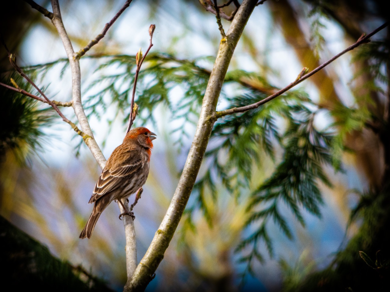 nature  bird  tree free photo