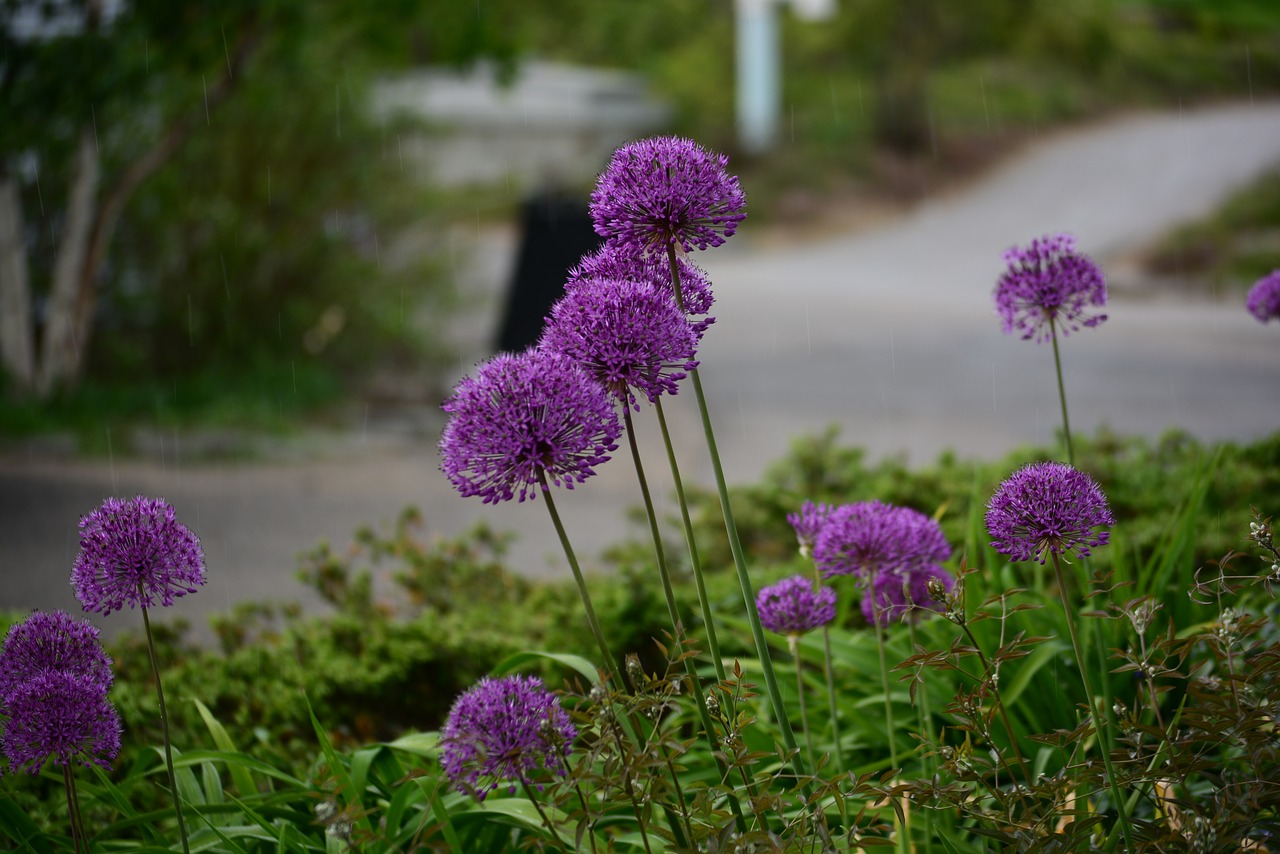 nature  flower  plant free photo